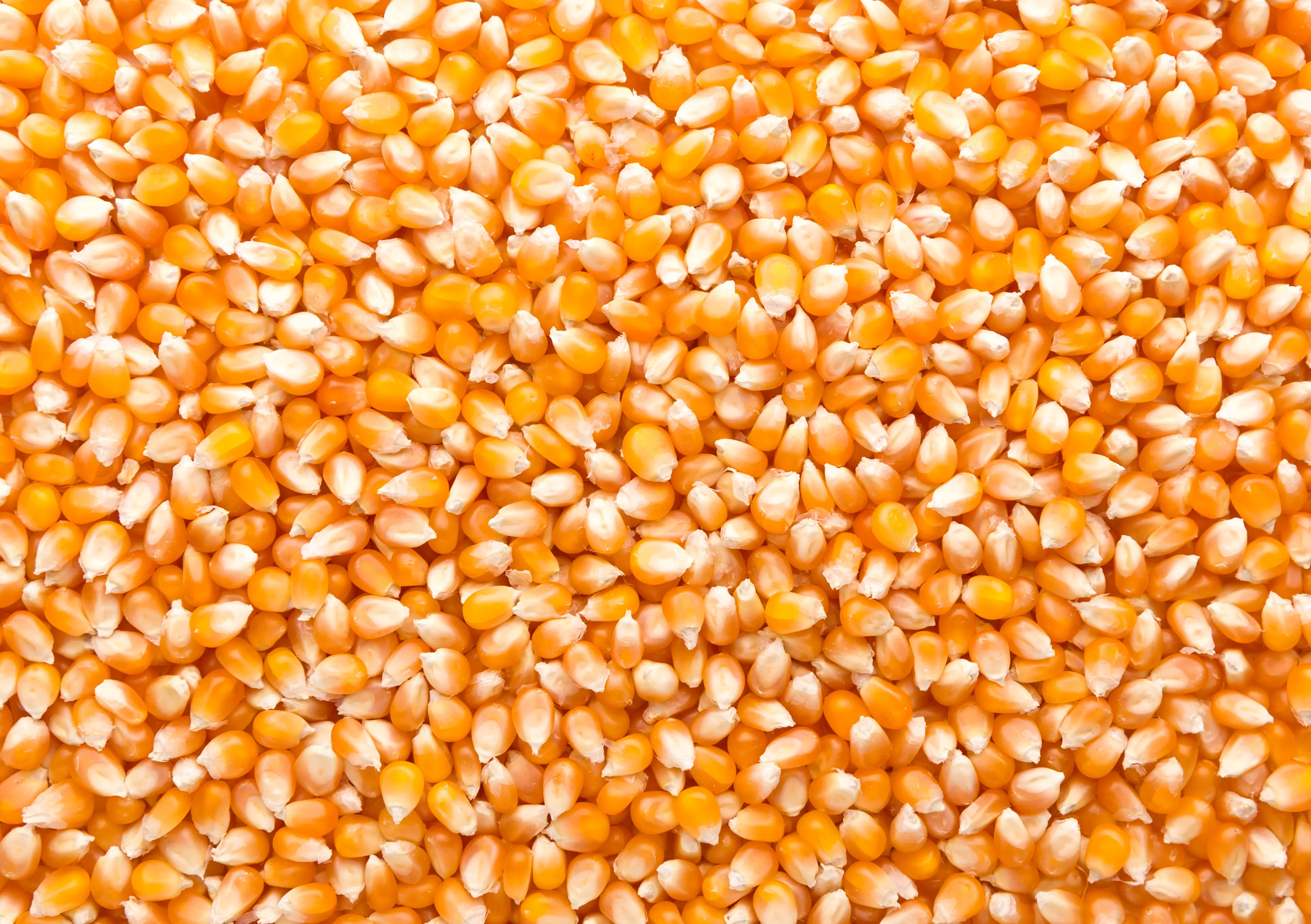 Maize
